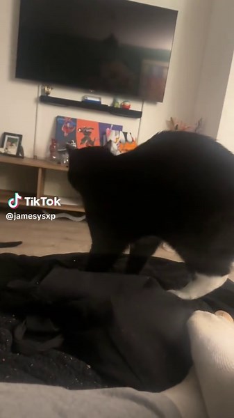 Toast boogie dance 💃 🪩 🕺 #cat #catlover #cattok