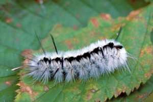 Fuzzy fall visitors: Caterpillars that attract attention and could cause needless concern