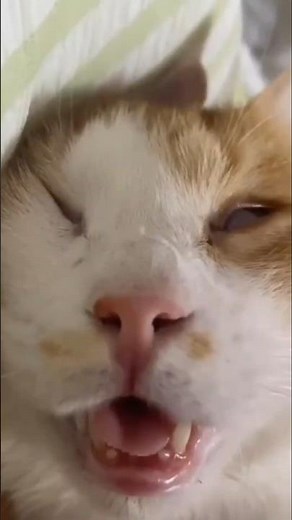 Funny Cat Sleeping 😹💤 | Cute & Hilarious Cat Sleep Moments #funnycats #cat #catlaughs