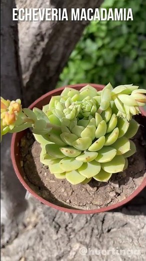 ECHEVERIAS and its first bloom 🌼