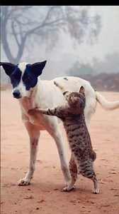 Cat mating call | cat mating call sounds #nature