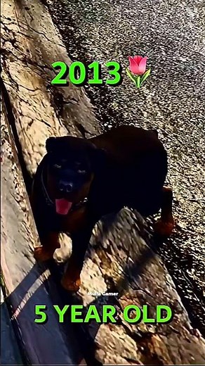 Chop’s Life In GTA 5 🐶💔From Pup To The End…