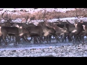 Caribou migration on the Ivishak River, Brooks Range Alaska