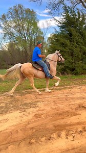 My dads beautiful palomino single footing mare sired by Rowdy Rawhide 😍😍 | Jacob Parks