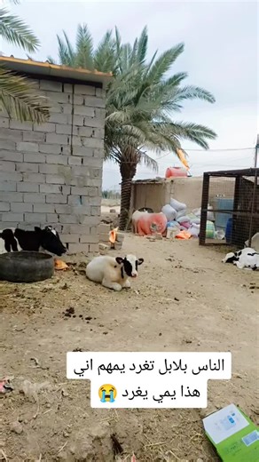 فيديوهات أنشأها أِزهہيہرهہ🍋👉🏻 (@_.az.1) باستخدام الصوت الأصلي - أِزهہيہرهہ🍋👉🏻