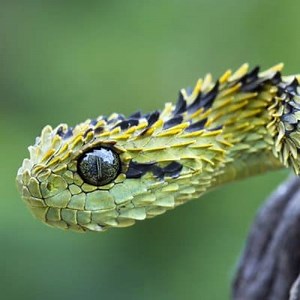 Types of Snakes: Names, Characteristics and more ▷➡️ Postposmo