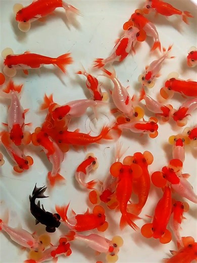 The Fascinating World of Goldfish Care