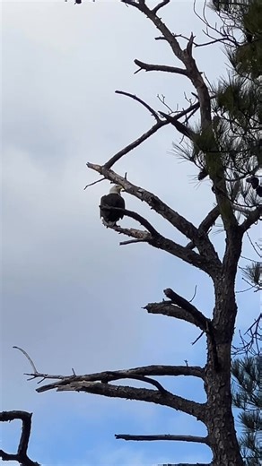 Look what we saw today perched behind our home in Maryland!! This is only the second time I’ve ever seen a bald eagle in nature…truly magnificent and regal! I told Doug, “of course we’ll have eagles in our yard…we’re Philadelphia Eagles fans!!” | Just Jill Bauer