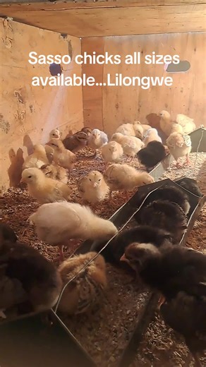Sasso chicks available in Lilongwe