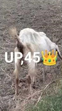 17 नवंबर 2025