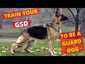 How to Train your German Shepherd Dog to be a Guard Dog