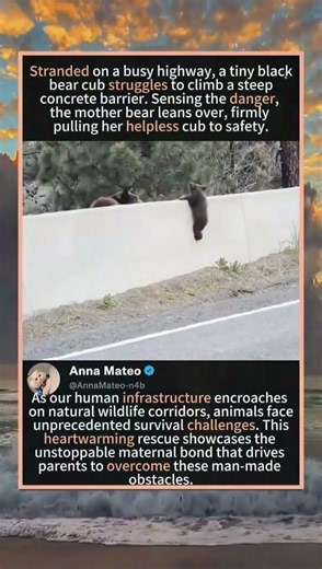 Heartwarming: Mama Bear Pulls Struggling Cub Over Highway Barrier! 🐻❤️🛣️#mamabear #bearcub
