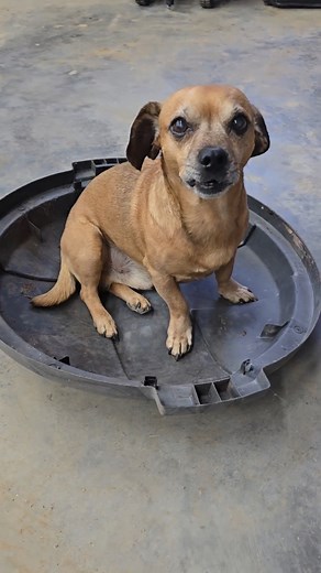 PT 1 The day I met Minion #narrowayhomestead #theoneandonlyminion #farmdog #lostdog #puppy #scared | Nate Petroski