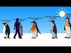 Penguin Size Comparison