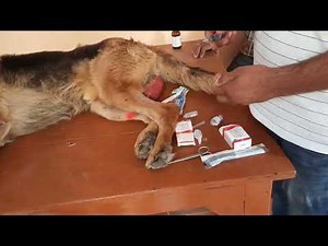 Maggot wound treatment in dog | कुत्ते में कीड़े वाले ज़खम कैसे ठीक करे | Maggots removal |Dr Ashwani|