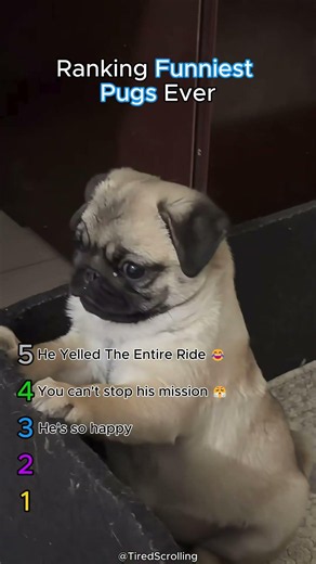 Ranking Funniest Pugs Ever 😭💀 #dogs #funny #crazy #cute