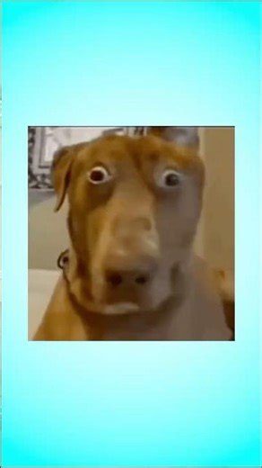 I'm sorry #valorantfunny #valorant #valorantclips