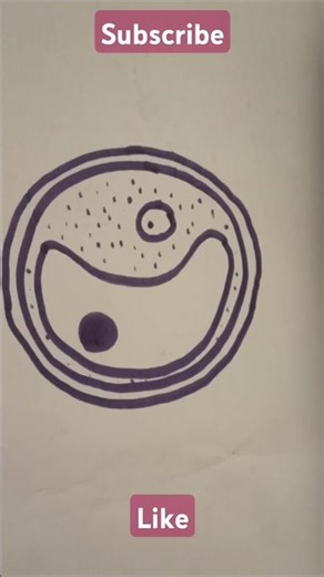 drawing chlorella syructure/plant cell#science