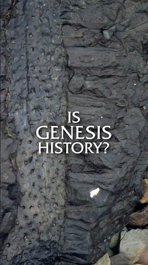 Why are These Pre-Flood Trees HOLLOW?