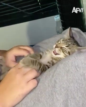 Watch out: Whiskers are wreaking havoc! 😸 | America's Funniest Home Videos