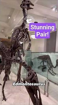 Prehistoric Titans: AMNH's Stunning Edmontosaurus Pair #Edmontosaurus #Hadrosaur