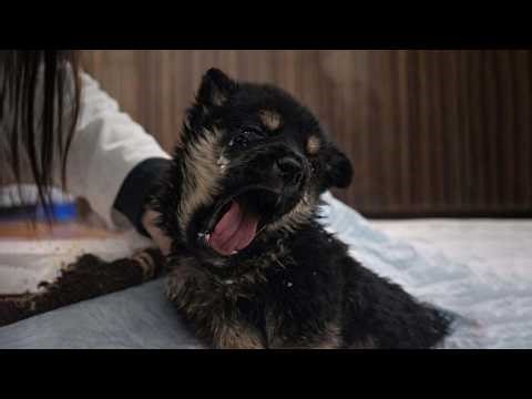 Abandoned Puppy With Neck Twisted 90 Degrees Refused to Give Up—Now He’s Walking Again!