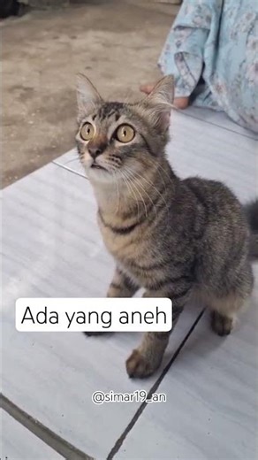 kira-kira lihat apa yaa???🤔🤔🤔#fypシ #short #youtubeshorts #cat #kucingmujaer #kucing #catvideos