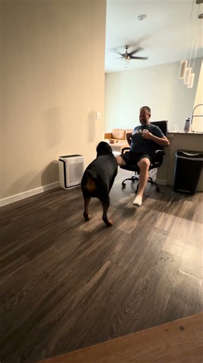 Su the Rottweiler loves tasks regardless of how silly they are. #rottweiler #dogcoach #dogtrainer