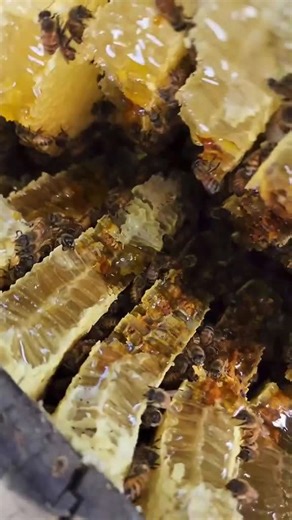 Watch This Healthy Bee Colony Relocation From a Birdhouse!