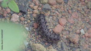 Close up a caterpillar (Blue Pansy Butterfly) walking through the sand. Macro footage of larva of butterfly walking on soil.