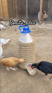 A very easy and inexpensive chick feeder to make 🐥.