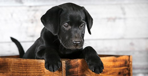 How To Play With A Puppy - A Complete Guide For New Owners