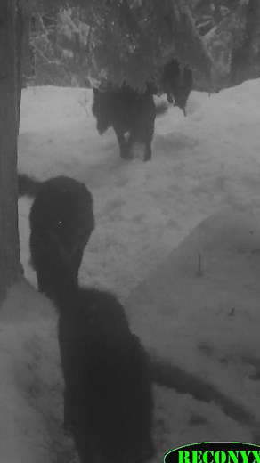 Moose vs Wolf: A Wildlife Encounter Caught on Camera