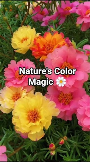 Amazing Colorful Moss Rose Bloom 🌸 100+ Colorful Moss Rose Flowers 🌼 Beautiful Portulaca Garden