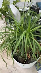 5.8K views · 86 reactions | bad plant care PLANTERINA #indoorplants #plants #plantcare #planterina #homedecor #diy #fbreels #reels | Planterina | Facebook