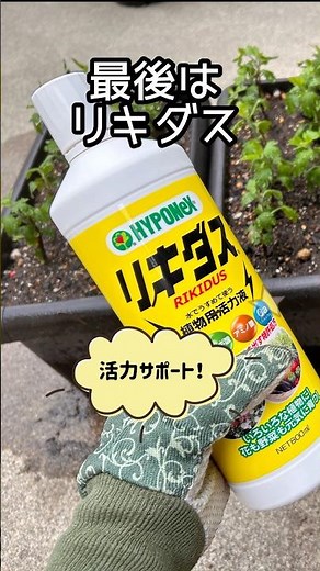 【挿し木にはリキダス】菊の挿し木の発根率はほぼ100%！ #ガーデニング #挿し木#発根