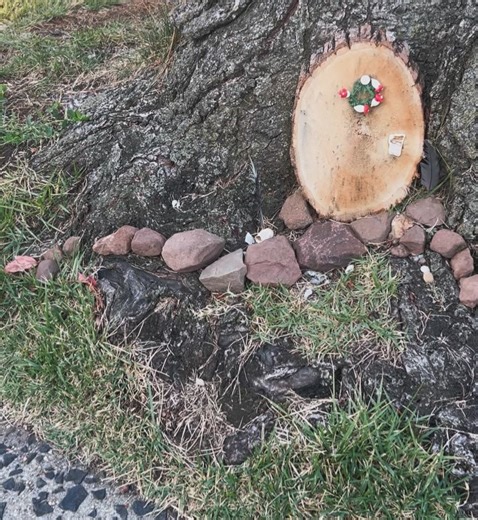 Elizabeth Ward Land on Reels | Facebook