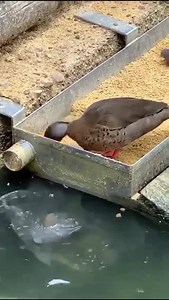10M views · 10K reactions | Un canard partage son repas avec les poissons. | Association des Commerçants de Sanary | Facebook