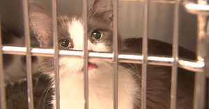 79 cats seized in 3 DeKalb hoarding cases