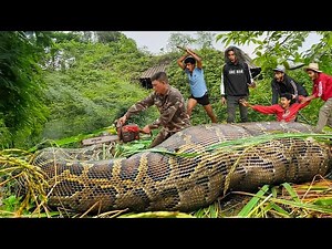 Cobra hunter confronts giant golden python | dramatic big python chase. Clean up abandoned house
