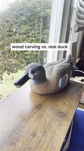 Doc on Instagram: "Carving in the window, ducks in the lawn 🦆 #ducks #carvings #art #duckseason #mallards"