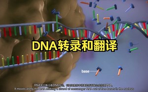 【中英字幕】DNA转录和翻译动画蛋白质合成transcription and translation