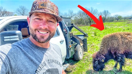 16K views · 1.1K reactions | Bison Calves Go Wild After I Did This!...