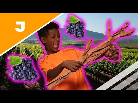 The Vine and the Branches