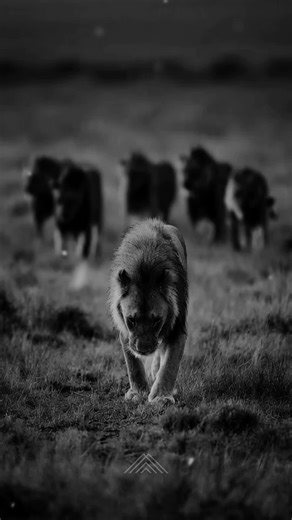 Motivation. #lion #king #mindset #motivation | Motivation Mindset