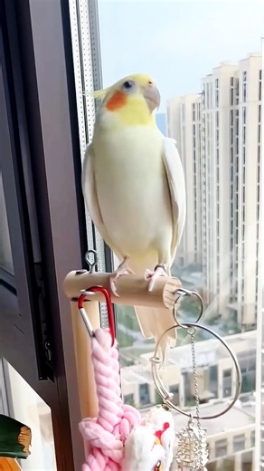 Jerry the Cockatiel totally nailed the Cookie Song! 🎶🦜✨🥰 #cockatielscraze