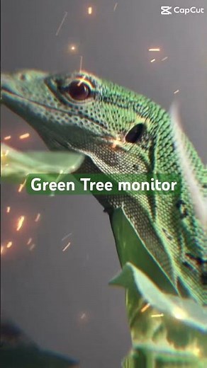 Green Tree Monitor Lizard 🦎 | Stunning Arboreal Reptile