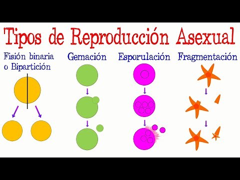 🌟Types of Asexual Reproduction 🌿 [Easy and Fast] | BIOLOGY |