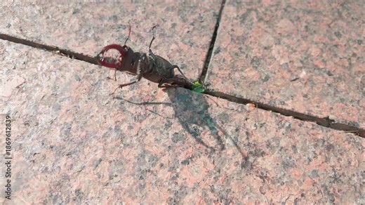 Close-up, Greater Stag Beetle, Lucanus cervus male lying on granite sidewalk, unable to flip over. Stag beetle, trapped on its back, rolls slightly as it tries in vain to use its legs to turn over