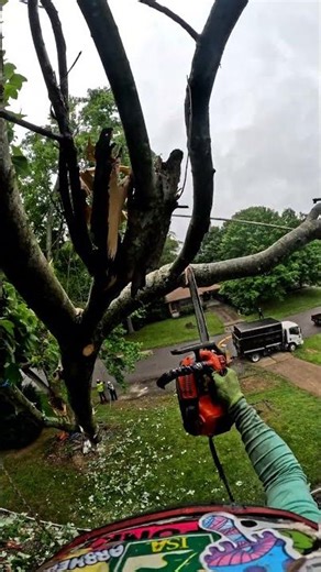 Making a Massive Roof Limb Manageable, One Cut at a Time